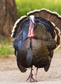 USA, North America, Utah
