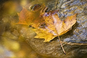 Images Dated 21st October 2005: USA, North America, Vermont