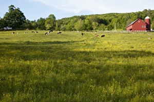 Images Dated 4th June 2009: USA, North America, Vermont