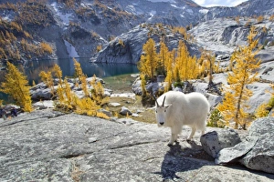 Images Dated 8th October 2010: USA, North America, Washington