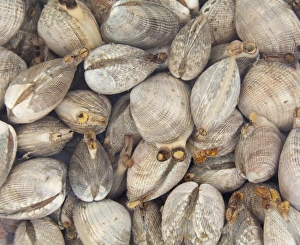 USA, North America, Washington