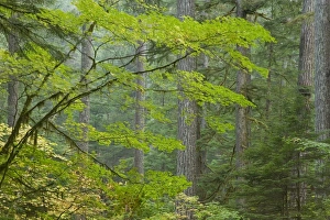 USA, North America, Washington