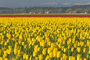 Images Dated 6th April 2007: USA, North America, Washington