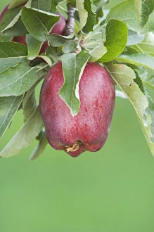 USA, North America, Washington