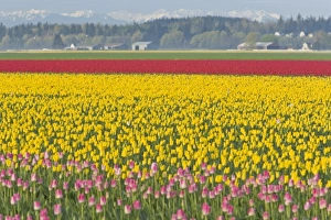 Images Dated 6th April 2007: USA, North America, Washington