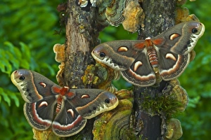 USA, North America, Washington