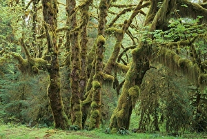 Images Dated 13th May 2011: USA, North America, Washington