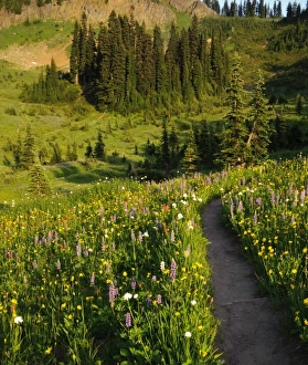 USA, North America, Washington