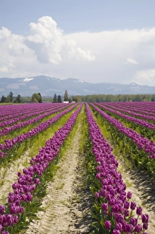 Images Dated 27th April 2009: USA, North America, Washington