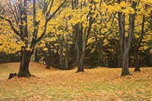 Images Dated 9th November 2006: USA, North America, Washington