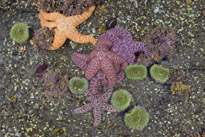 USA, North America, Washington