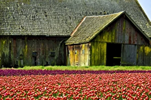 Images Dated 26th April 2009: USA, North America, Washington