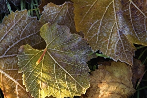 USA, North America, Washington