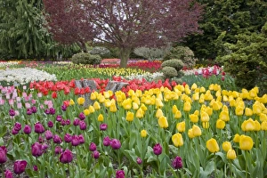 Images Dated 28th April 2009: USA, North America, Washington