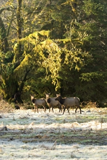 Images Dated 26th January 2007: USA, North America, Washington