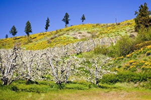 Images Dated 9th May 2011: USA, North America, Washington