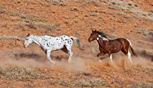 Majestic Prints: USA, North America, Wyoming