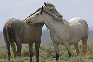 USA, North America, Wyoming