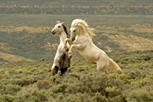 Images Dated 30th May 2005: USA, North America, Wyoming