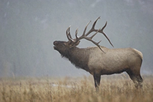 USA, North America, Wyoming