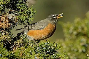 USA, North America, Wyoming
