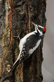 USA, North America, Wyoming