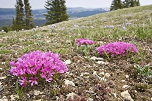 USA, North America, Wyoming
