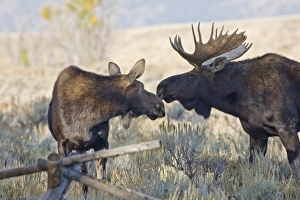 USA, North America, Wyoming