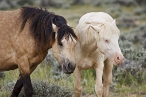 Images Dated 5th June 2009: USA, North America, Wyoming
