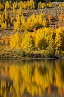 Images Dated 30th September 2008: USA, North America, Wyoming