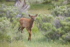 USA, North America, Wyoming