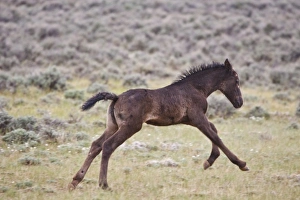 Images Dated 4th June 2009: USA, North America, Wyoming
