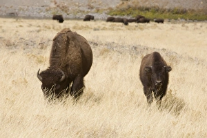 USA, North America, Wyoming