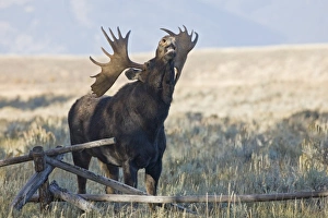 USA, North America, Wyoming