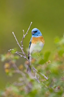 USA, North America, Wyoming