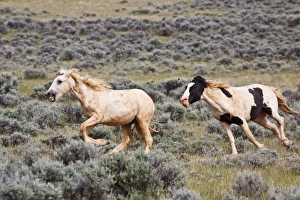 Images Dated 4th June 2009: USA, North America, Wyoming