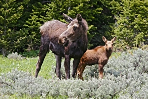 USA, North America, Wyoming
