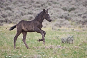 USA, North America, Wyoming