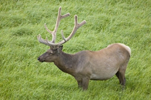 USA, North America, Wyoming