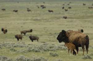 Images Dated 16th May 2005: USA, North America, Wyoming