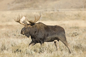 USA, North America, Wyoming