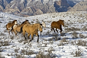 USA, North America, Wyoming