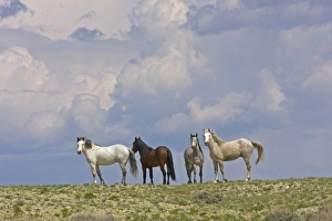 Images Dated 27th May 2009: USA, North America, Wyoming