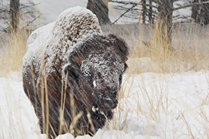 Images Dated 27th December 2008: USA, North America, Wyoming