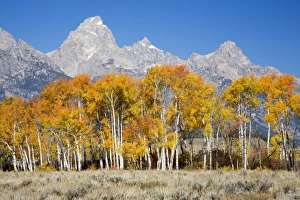 Images Dated 30th September 2008: USA, North America, Wyoming