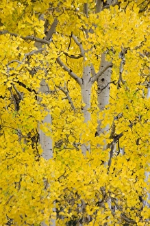 USA, North America, Wyoming