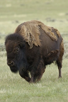 Images Dated 16th May 2005: USA, North America, Wyoming