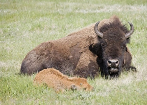 USA, North America, Wyoming