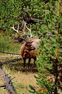 Images Dated 8th May 2008: USA, North America, Wyoming