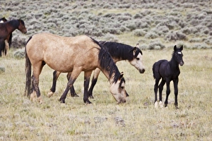 Images Dated 5th June 2009: USA, North America, Wyoming